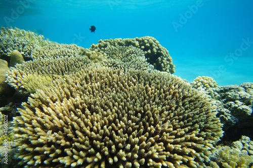 Photo: Diving in Egypt Diving in Egypt