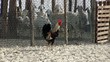 Rooster run the farm Rooster run the farm