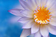 Lotus closeup