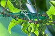 chameleo pardalis, caméléon panthère, l'endormi