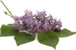 Lilas