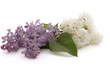 Lilas