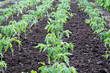 tomato plants