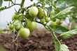 green tomato