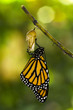 Monarch Butterfly Birth