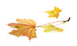 yellow leaves