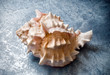 Conchiglia marina