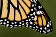 Monarch Butterfly