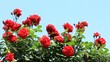 rose and blue sky