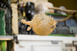 Puffer fish
