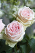 White and pink roses