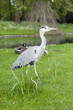 Heron side walk
