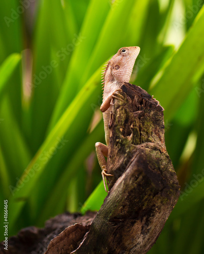 Photo: a photo of reptile on wood in nature light a photo of reptile on wood in nature light