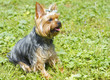 Female Yorkshire Terrier on the grass