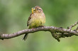 Foto: Cirl Bunting Cirl Bunting