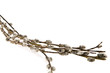 pussy willows branches