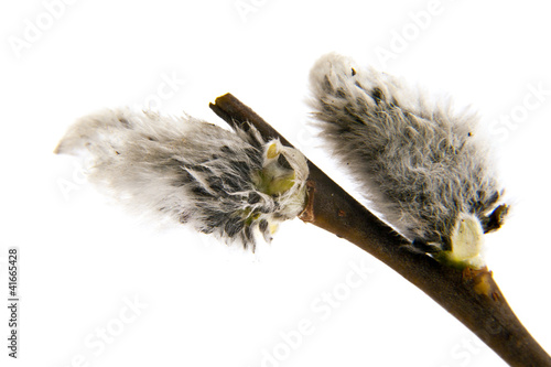 Photo: pussy willows branches pussy willows branches