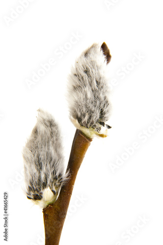 Photo: pussy willows branches pussy willows branches