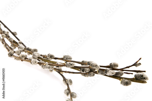 Photo: pussy willows branches pussy willows branches