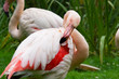 Flamand rose Flamand rose