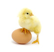 Foto: chicken chicken