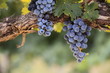 Red wine grapes on old vine