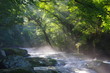 原生林と渓流と光芒　Virgin forest and shaft beam of light
