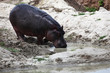 Hippo