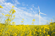 Photo: Windmill in rape field, focus on rape Windmill in rape field, focus on rape