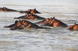 Hippos in the water
