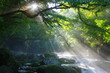 原生林と渓流と光芒　Virgin forest and shaft beam of light