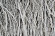 Dried twigs striped wood texture pattern background wallpaper