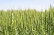 Campo di grano