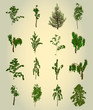 Vector: Set Tree. Element for design. Vector Set Tree. Element for design. Vector