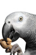 African Grey Parrot African Grey Parrot
