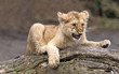 Young Lion Cub Climbing up tree -focus on face Young Lion Cub Climbing up tree -focus on face