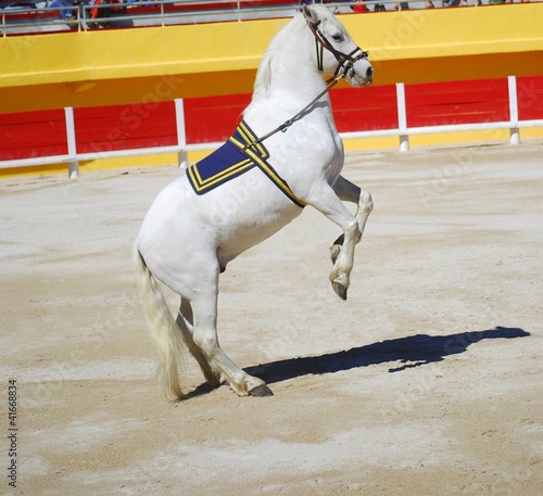 Photo: Spectacle de dressage Spectacle de dressage