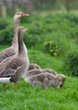 Greylag Goose with goslings standing on grass Greylag Goose with goslings standing on grass