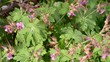 Gartenleben Gartenleben