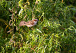 Moineau dans les branches