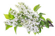 Isolated white lilac branches Isolated white lilac branches