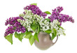 Isolated white purple lilac branches Isolated white purple lilac branches