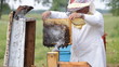 Beekeeper working in apiary Beekeeper working in apiary