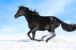 Black horse runs gallop on the sky background