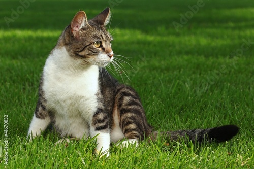 Photo: Cat Playing Outdoors on the Grass Cat Playing Outdoors on the Grass