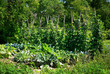 Potager