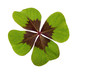 Foto: Kleeblatt Kleeblatt