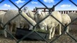 Sheep eat grass green Sheep eat grass green