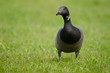 Ringelgans, Brant Goose, Branta bernicla