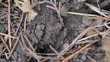 Close-up of ants at work
